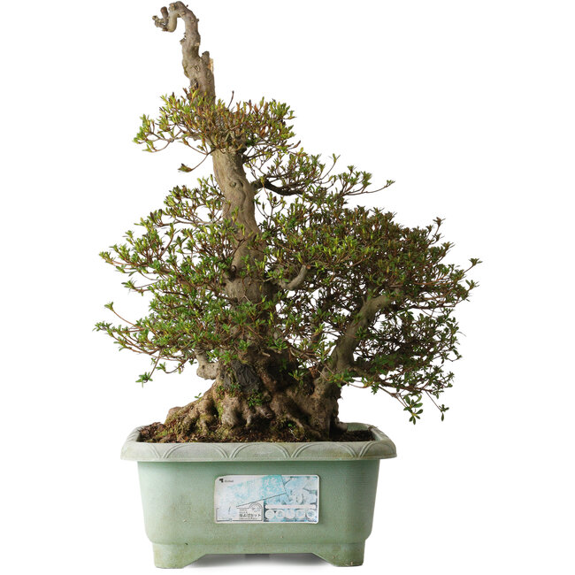 Rhododendron indicum Aozora, 69 cm, ± 30 años, con un nebari de 26 cm