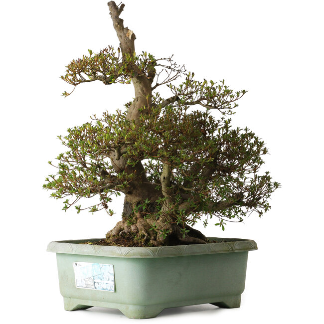 Rhododendron indicum Aozora, 69 cm, ± 30 ans, avec un nebari de 26 cm