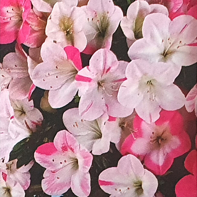 Rhododendron indicum Aozora, 75 cm, ca. 30 Jahre alt, mit einem Wurzelhals von 24 cm