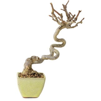 Malus sieboldii, 15 cm, ± 15 years old