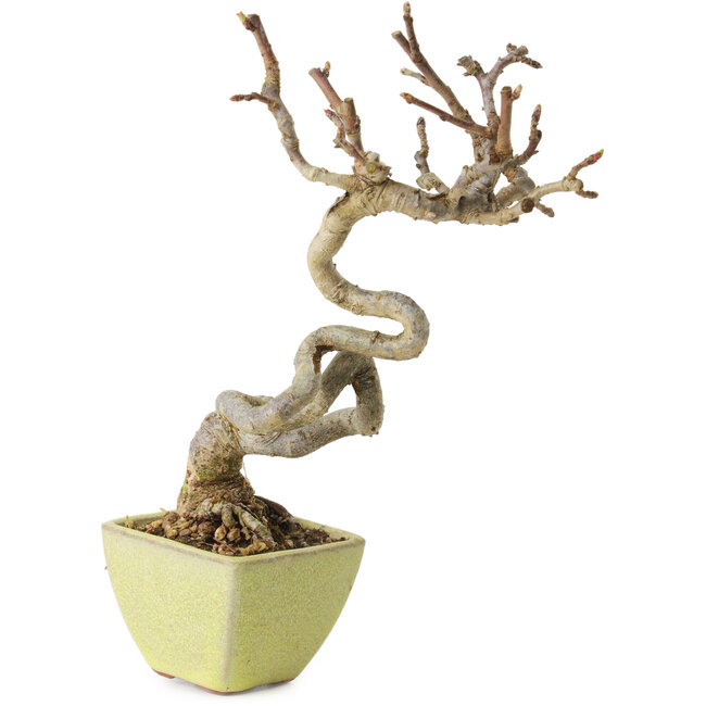 Malus sieboldii, 15 cm, ± 15 years old