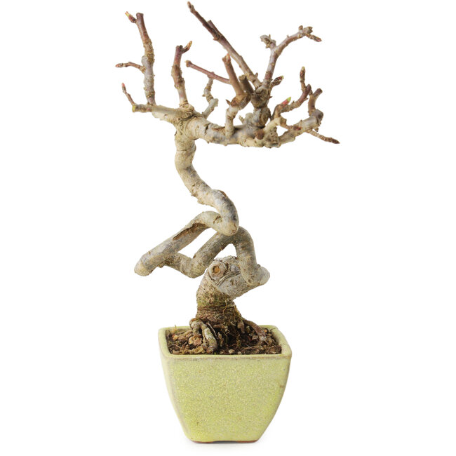 Malus sieboldii, 15 cm, ± 15 years old