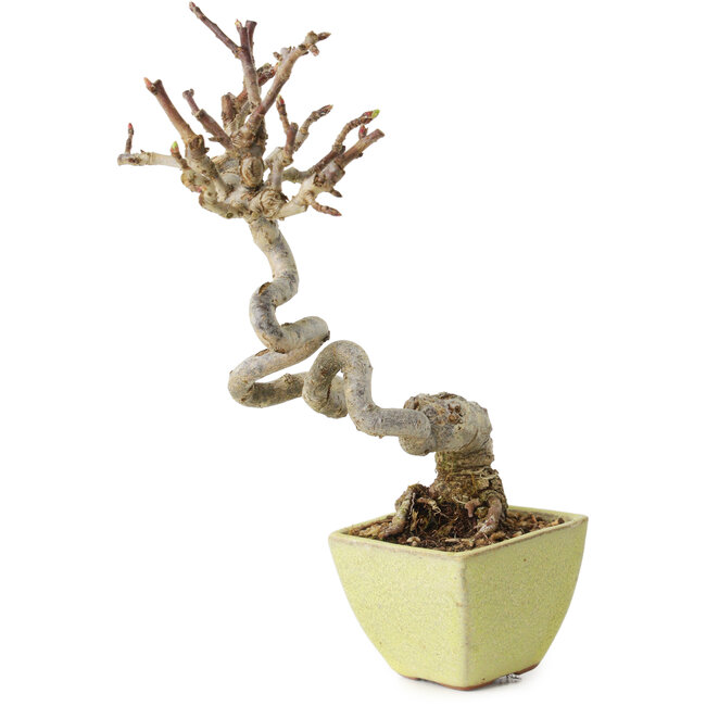 Malus sieboldii, 15 cm, ± 15 years old