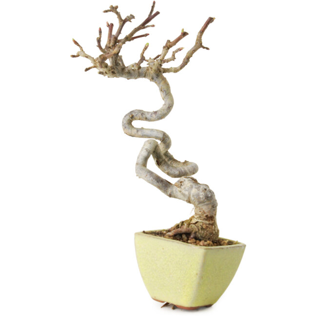 Malus sieboldii, 15 cm, ± 15 years old