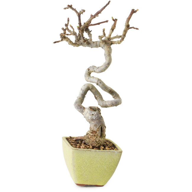 Malus sieboldii, 15 cm, ± 15 years old