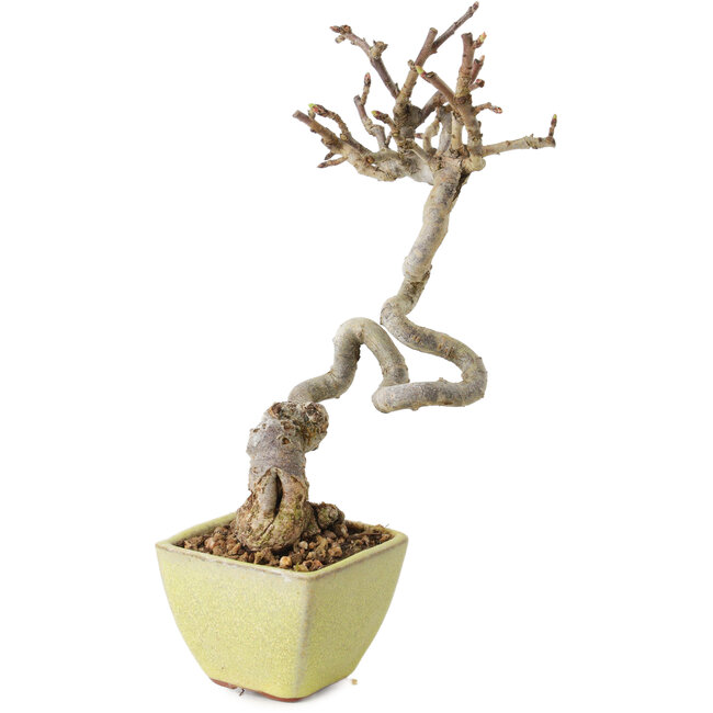 Malus sieboldii, 15 cm, ± 15 years old