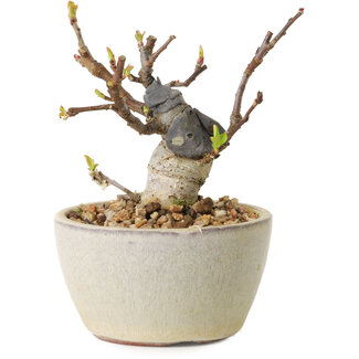 Malus sieboldii, 7 cm, ± 15 years old