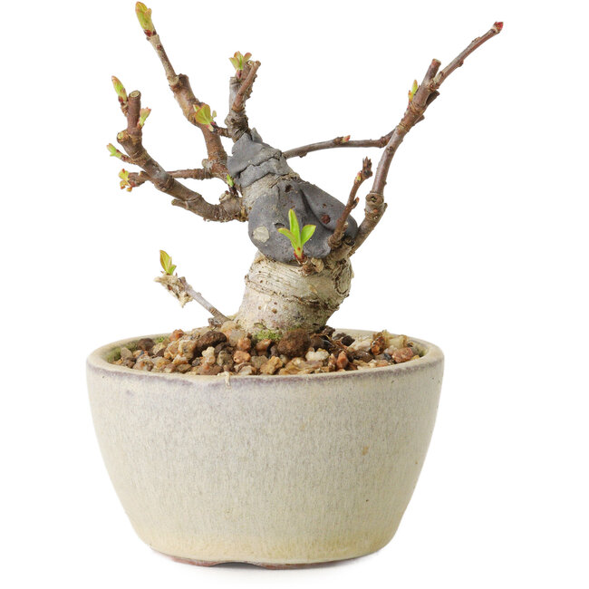 Malus sieboldii, 7 cm, ± 15 years old