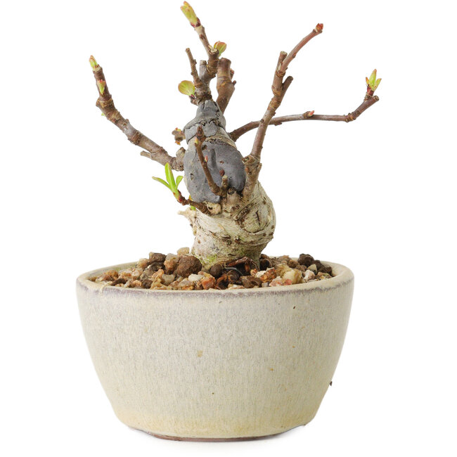 Malus sieboldii, 7 cm, ± 15 Jahre alt