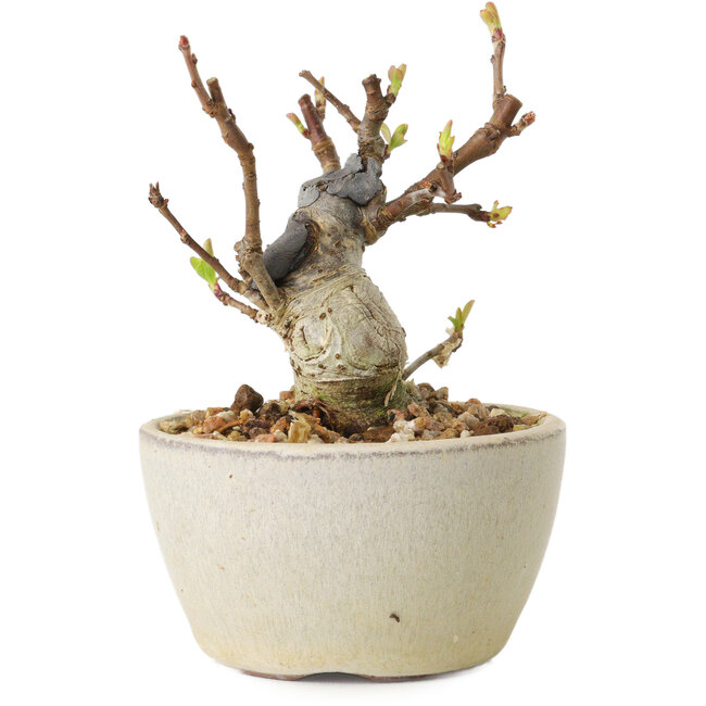 Malus sieboldii, 7 cm, ± 15 years old