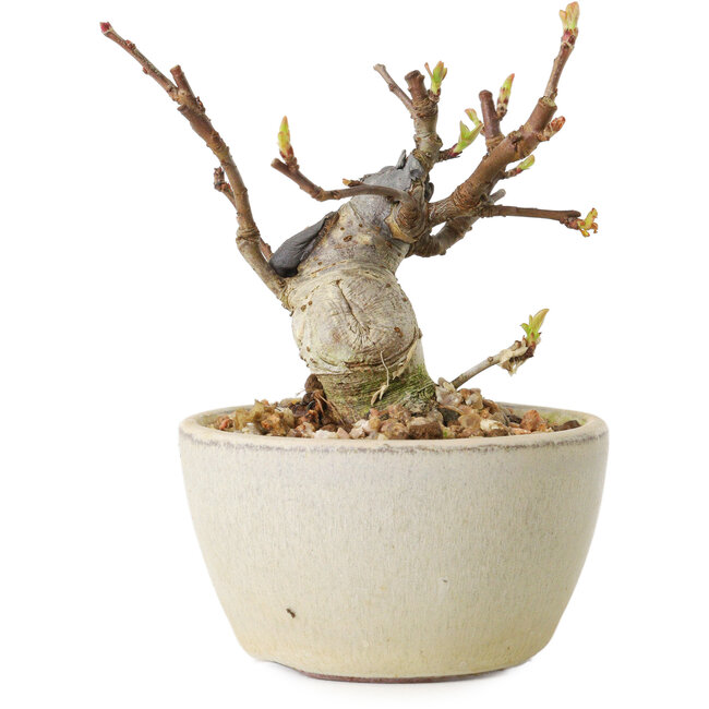 Malus sieboldii, 7 cm, ± 15 years old