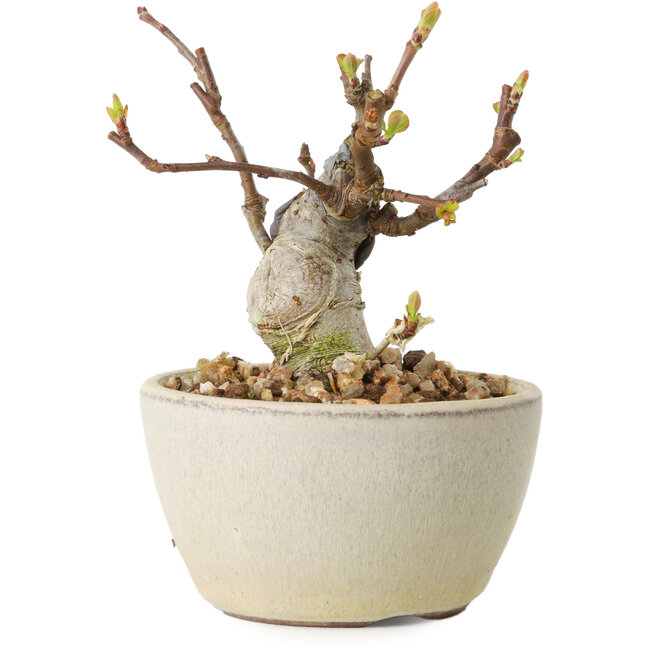 Malus sieboldii, 7 cm, ± 15 Jahre alt