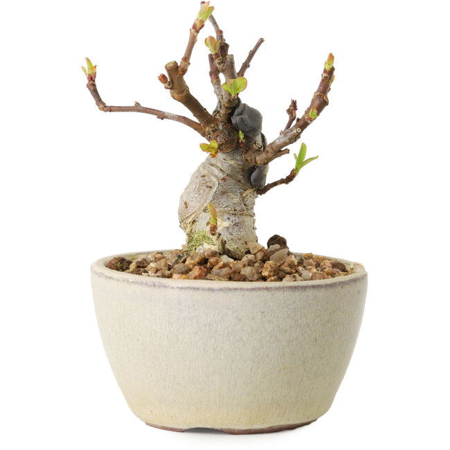 Malus sieboldii, 7 cm, ± 15 Jahre alt