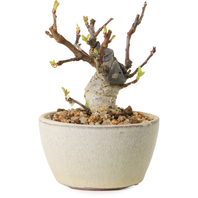 Malus sieboldii, 7 cm, ± 15 years old