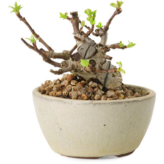 Malus sieboldii, 5,5 cm, ± 15 anni