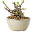 Malus sieboldii, 5,5 cm, ± 15 ans