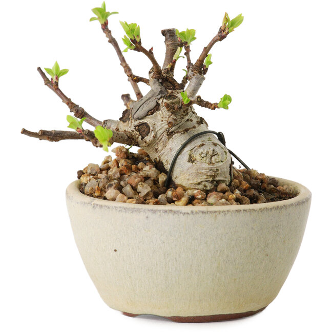 Malus sieboldii, 5,5 cm, ± 15 ans