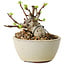 Malus sieboldii, 5,5 cm, ± 15 ans