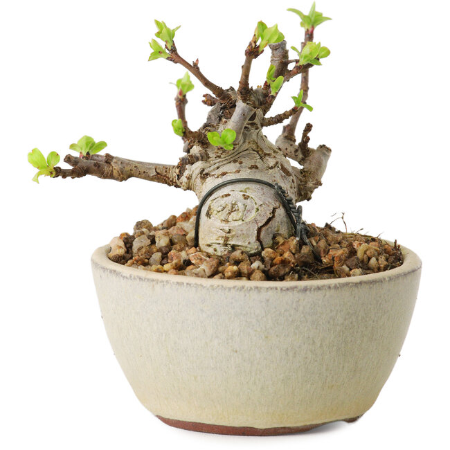 Malus sieboldii, 5,5 cm, ± 15 jaar oud