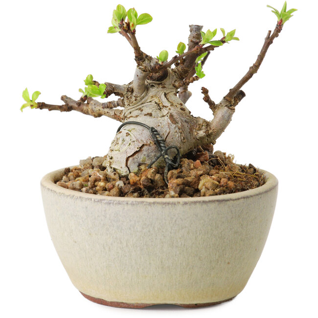 Malus sieboldii, 5,5 cm, ± 15 jaar oud