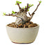 Malus sieboldii, 5,5 cm, ± 15 ans