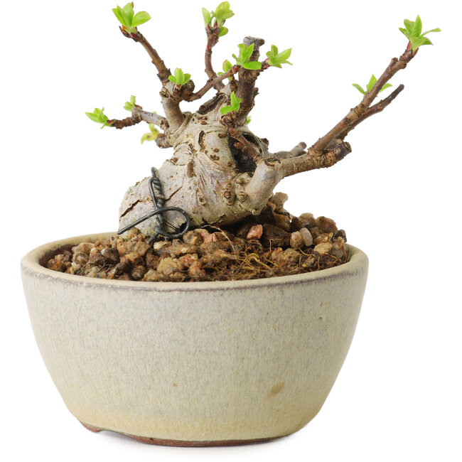 Malus sieboldii, 5,5 cm, ± 15 Jahre alt