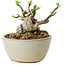 Malus sieboldii, 5,5 cm, ± 15 ans