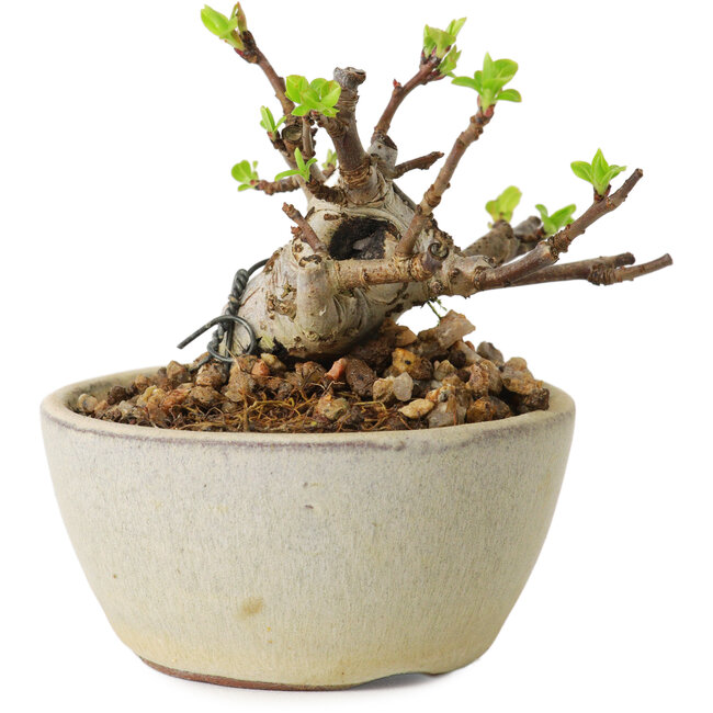 Malus sieboldii, 5,5 cm, ± 15 años