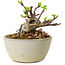 Malus sieboldii, 5,5 cm, ± 15 ans