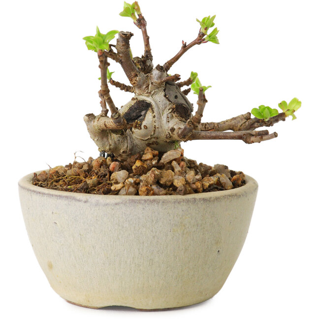 Malus sieboldii, 5,5 cm, ± 15 anni