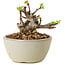 Malus sieboldii, 5,5 cm, ± 15 ans