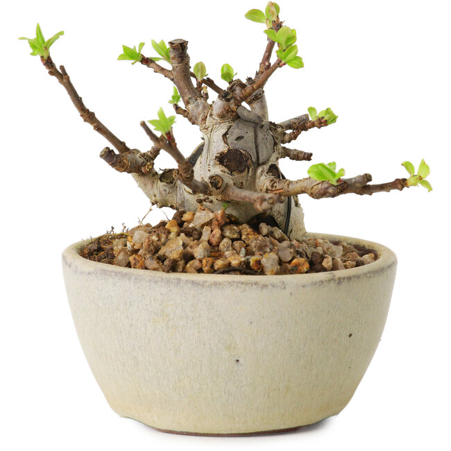 Malus sieboldii, 5,5 cm, ± 15 Jahre alt