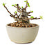 Malus sieboldii, 5,5 cm, ± 15 ans