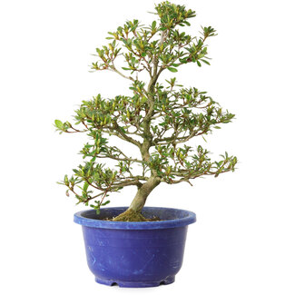 Rhododendron indicum Hotaku, 27 cm, ± 8 ans