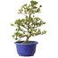Rhododendron indicum Hotaku, 27 cm, ± 8 Jahre alt