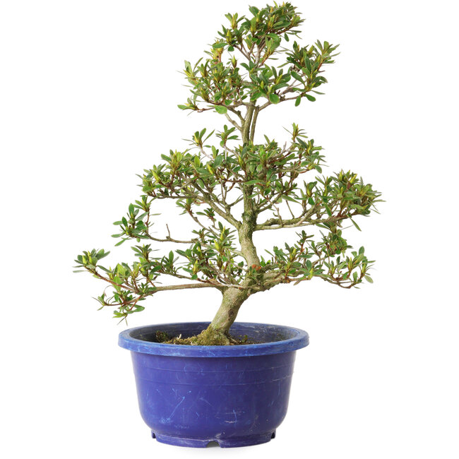 Rhododendron indicum Hotaku, 27 cm, ± 8 ans