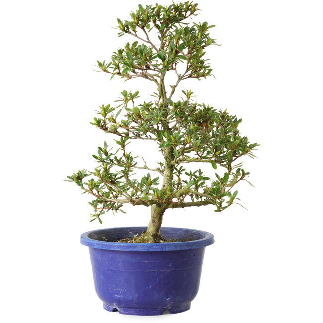 Rhododendron indicum Hotaku, 27 cm, ± 8 jaar oud