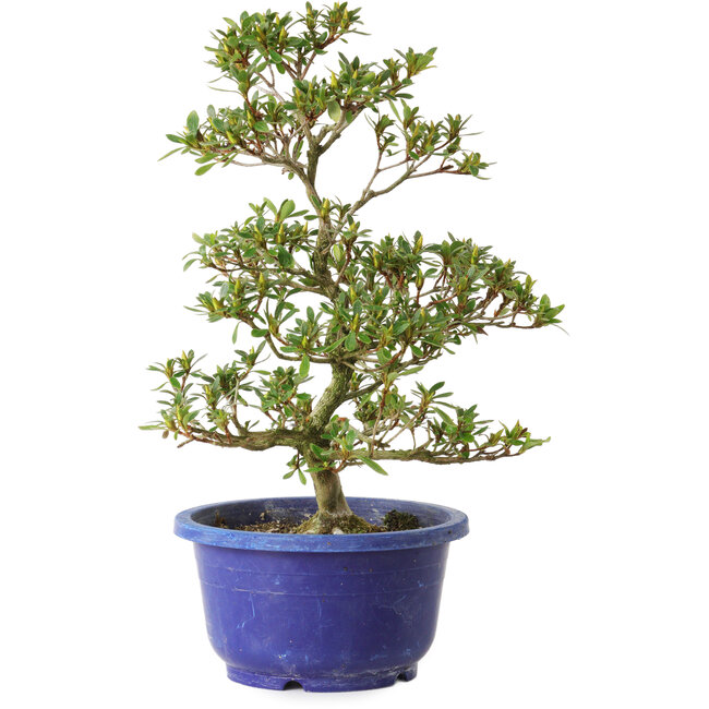 Rhododendron indicum Hotaku, 27 cm, ± 8 years old