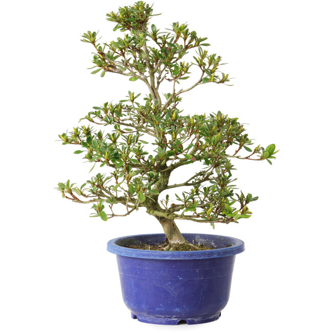 Rhododendron indicum Hotaku, 27 cm, ± 8 jaar oud