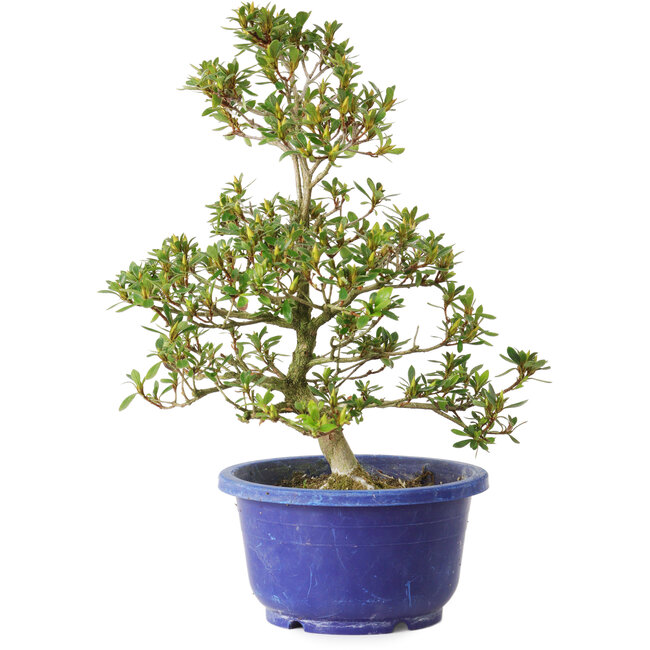 Rhododendron indicum Hotaku, 27 cm, ± 8 anni