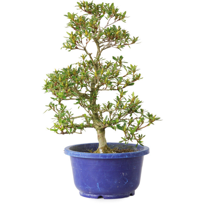 Rhododendron indicum Hotaku, 27 cm, ± 8 años