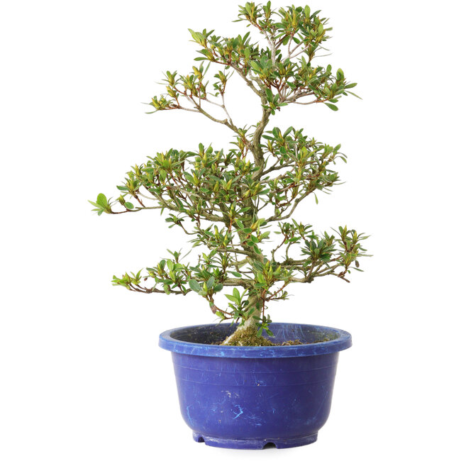 Rhododendron indicum Hotaku, 27 cm, ± 8 ans