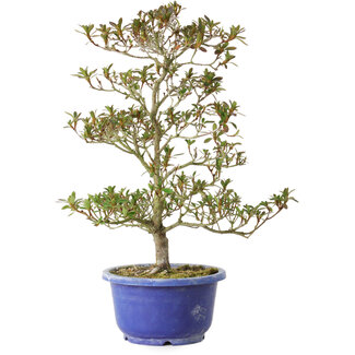 Rhododendron indicum Hoka-No-Tsuki, 33 cm, ± 8 ans