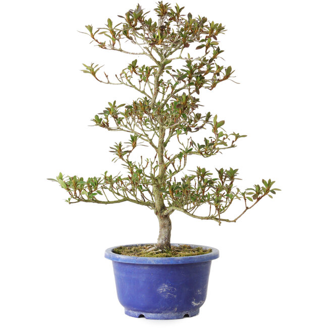 Rhododendron indicum Hoka-No-Tsuki, 33 cm, ± 8 jaar oud