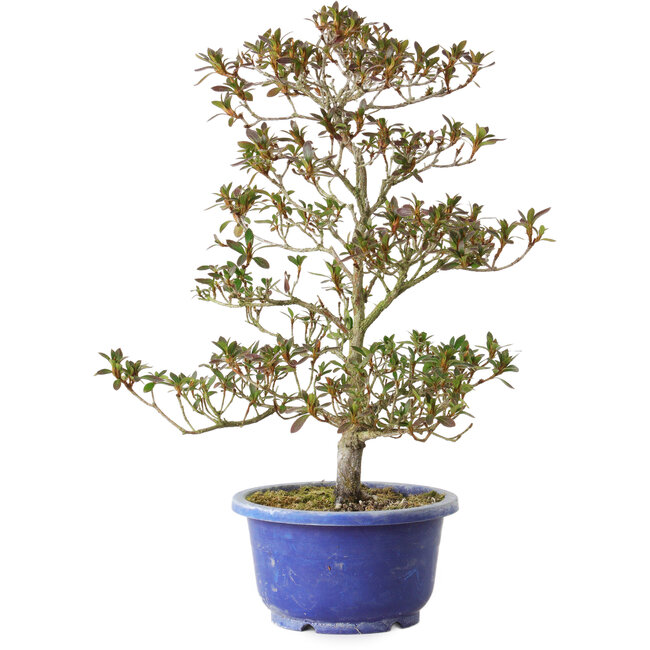 Rhododendron indicum Hoka-No-Tsuki, 33 cm, ± 8 Jahre alt