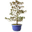 Rododendro indicum Hoka-No-Tsuki, 33 cm, ± 8 años