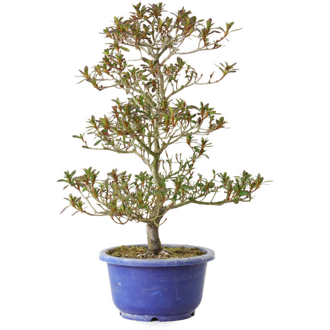 Rododendro indicum Hoka-No-Tsuki, 33 cm, ± 8 años