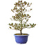 Rhododendron indicum Hoka-No-Tsuki, 33 cm, ± 8 Jahre alt