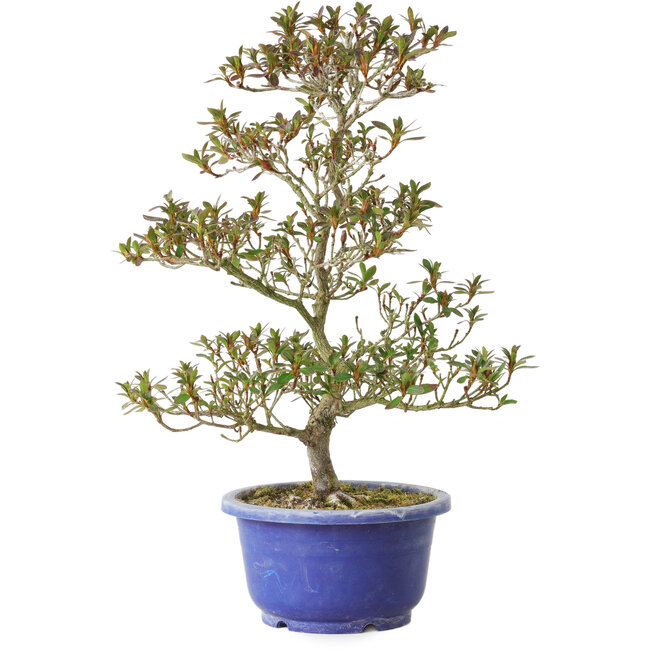 Rododendro indicum Hoka-No-Tsuki, 33 cm, ± 8 años