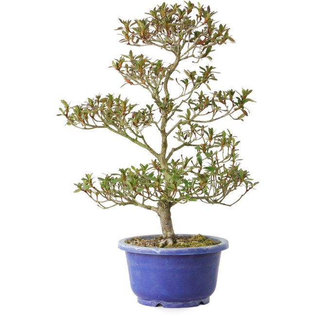 Rhododendron indicum Hoka-No-Tsuki, 33 cm, ± 8 ans